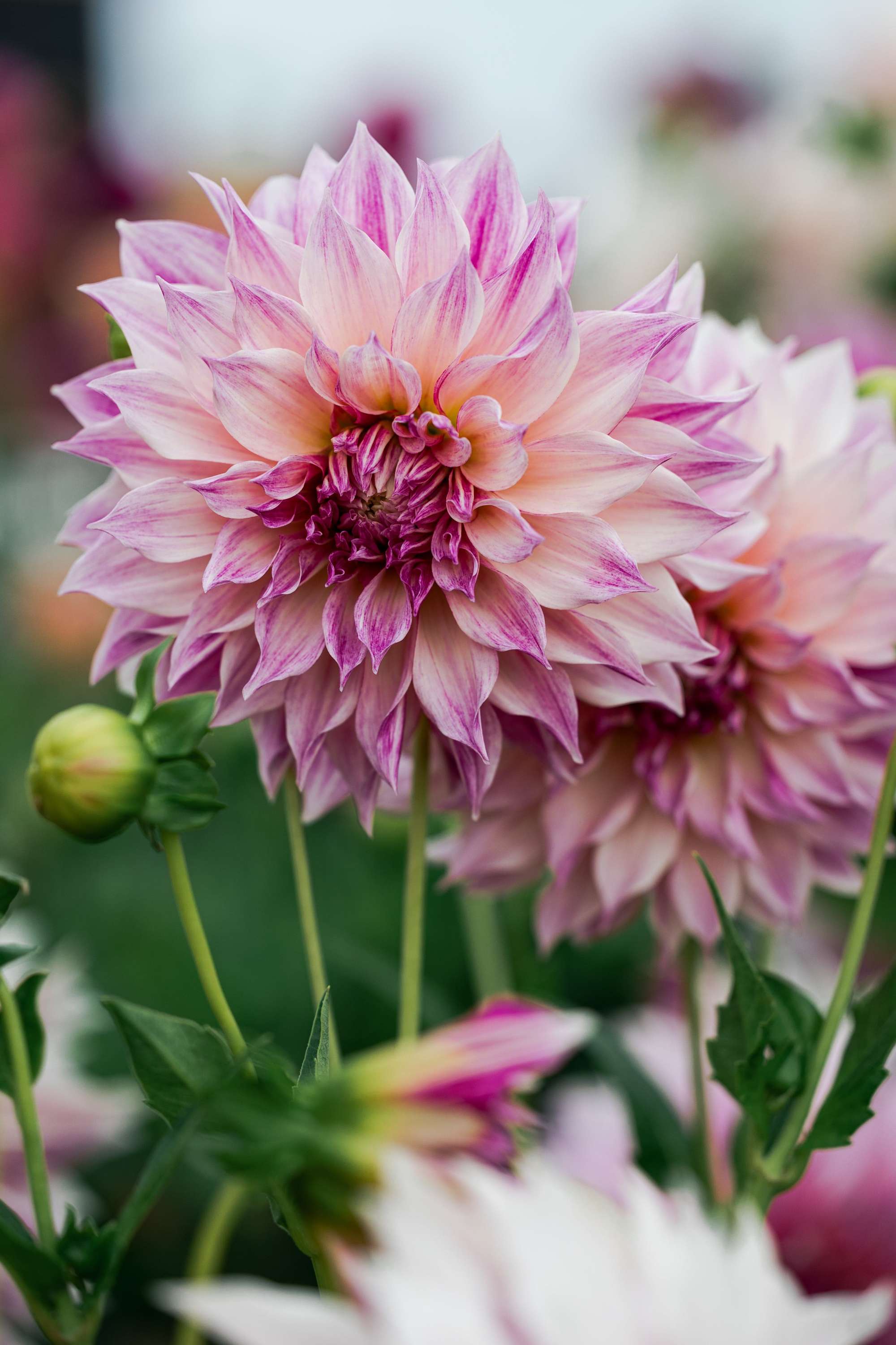 Dahlia 'Cafe au Lait Royal'